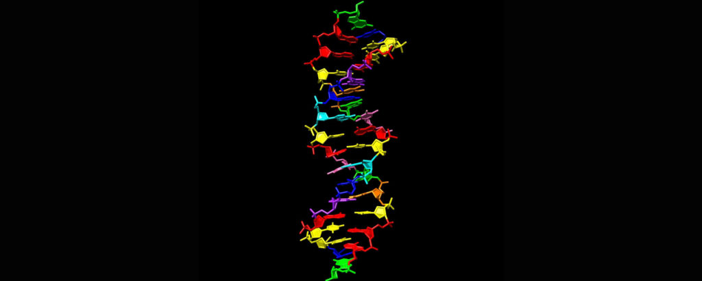 Hachimoji DNA